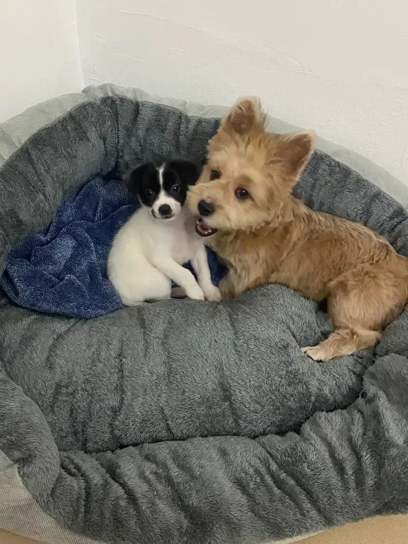Ultra Soft Plush Pet Sofa Bed